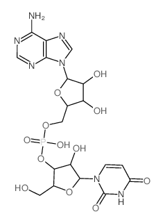 Uridylyl-(3.fwdarw.5)-adenosine结构式