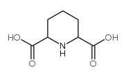 哌啶-2,6-二甲酸结构式