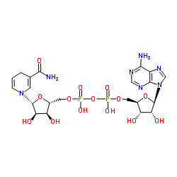 β-NADH-d5(d5-主要)结构式